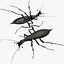 Ground Beetle