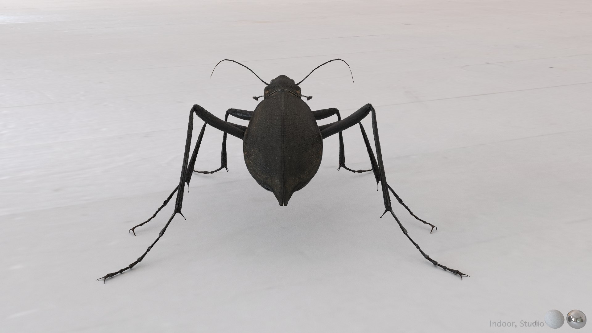 3D Ground Beetle https://p.turbosquid.com/ts-thumb/Aa/tJxmYV/Ff/011/jpg/1747303510/1920x1080/fit_q87/bcf6f5ac9e953283475b8bf515cd0a9574a224f1/011.jpg
