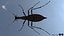 Ground Beetle