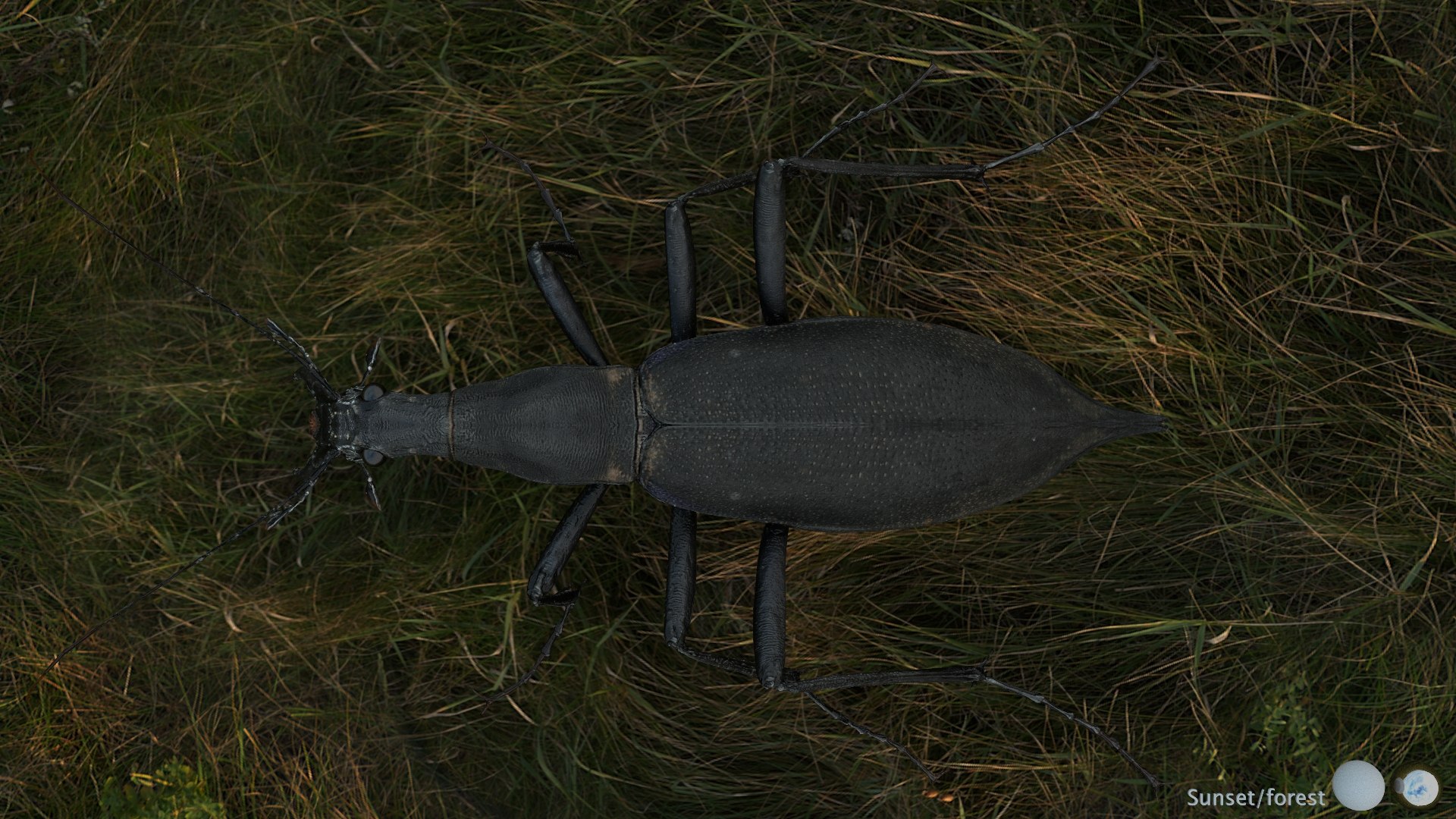 3D Ground Beetle https://p.turbosquid.com/ts-thumb/Aa/tJxmYV/I1/006/jpg/1747303508/1920x1080/fit_q87/f6744e3cfbe509855e10c8c6e28cad6b52e4f625/006.jpg