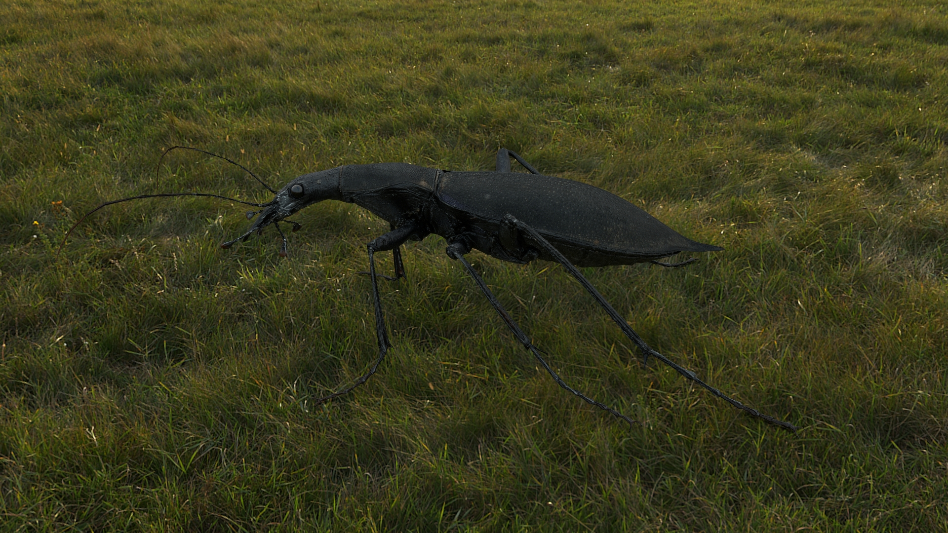 3D Ground Beetle https://p.turbosquid.com/ts-thumb/Aa/tJxmYV/Sq/turntable/jpg/1747303674/1920x1080/turn_fit_q99/e69dfdbce9ffcf825ee3d57c024384e4077f16ef/turntable-1.jpg