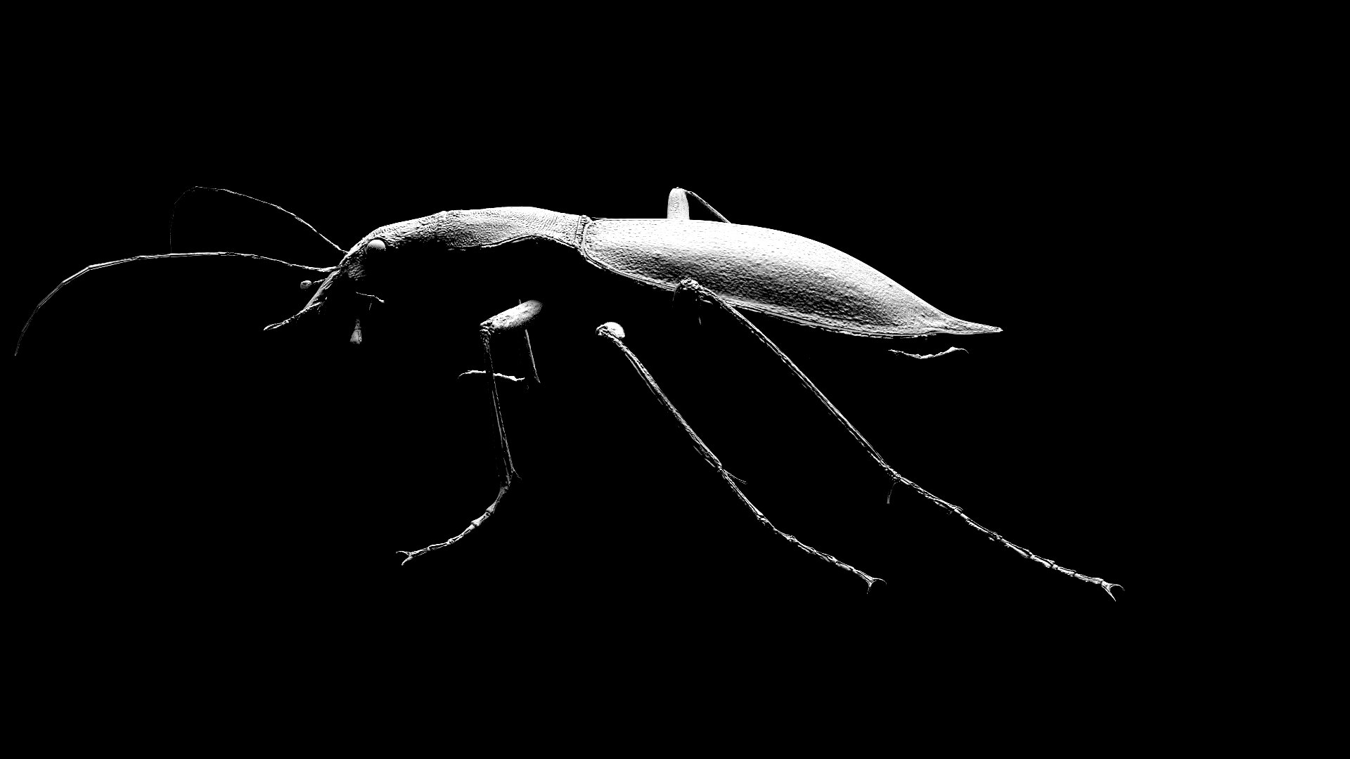 3D Ground Beetle https://p.turbosquid.com/ts-thumb/Aa/tJxmYV/dN/026/jpg/1747303518/1920x1080/fit_q87/79b459d9f9257795d5f693cc429b7d4336ec17a4/026.jpg