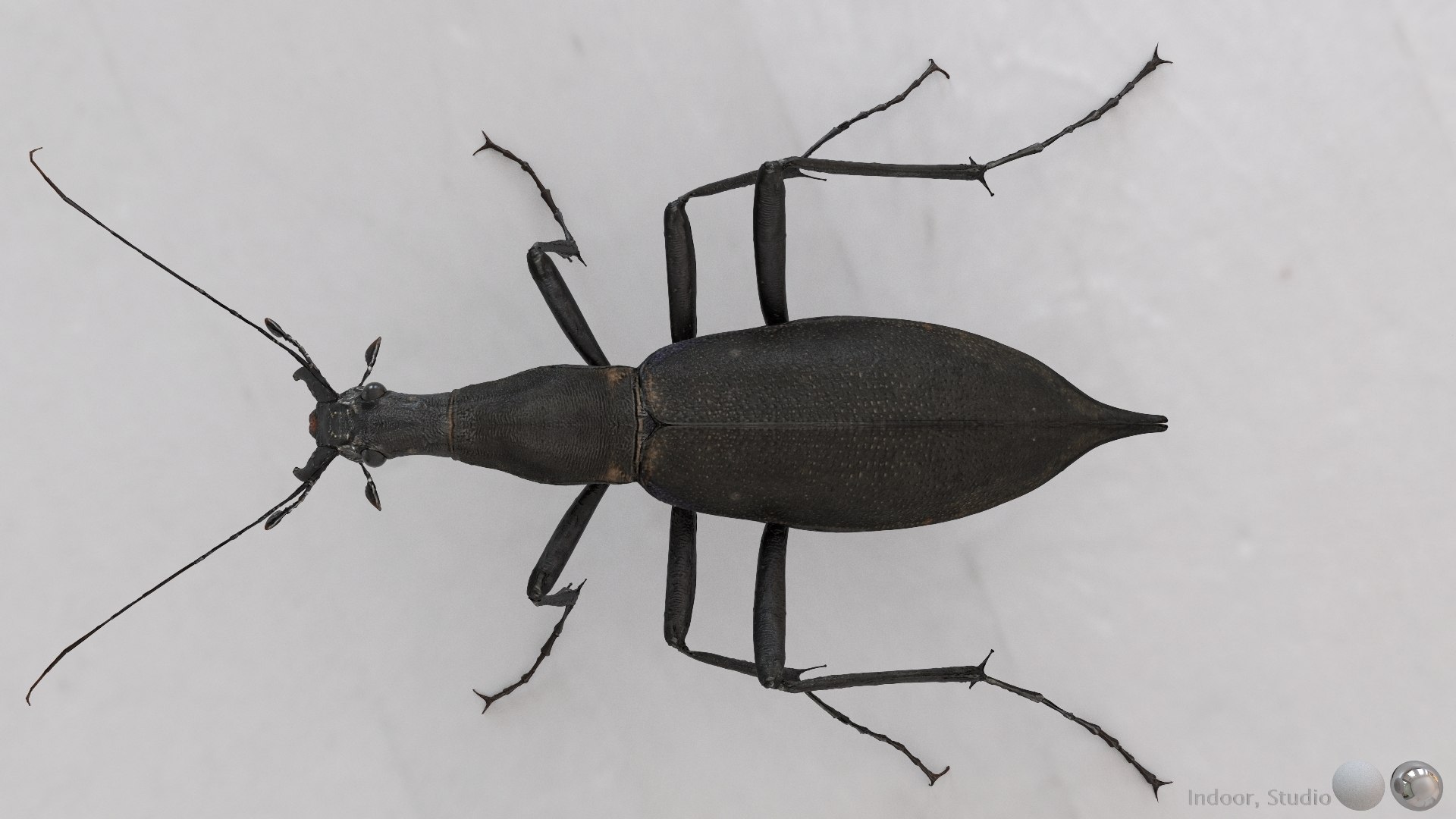 3D Ground Beetle https://p.turbosquid.com/ts-thumb/Aa/tJxmYV/dX/012/jpg/1747303511/1920x1080/fit_q87/5c35a6128cb6bce7ea3c1e0a7a143e4a73bc1865/012.jpg