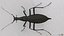 Ground Beetle