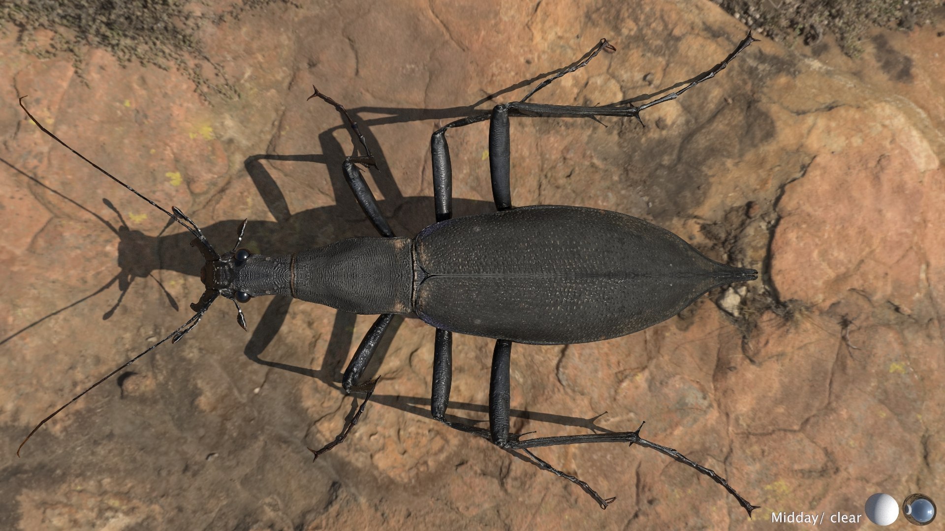 3D Ground Beetle https://p.turbosquid.com/ts-thumb/Aa/tJxmYV/fO/018/jpg/1747303514/1920x1080/fit_q87/1c3f287432b89c8e4940e63bebb824e5e1189464/018.jpg