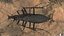 Ground Beetle