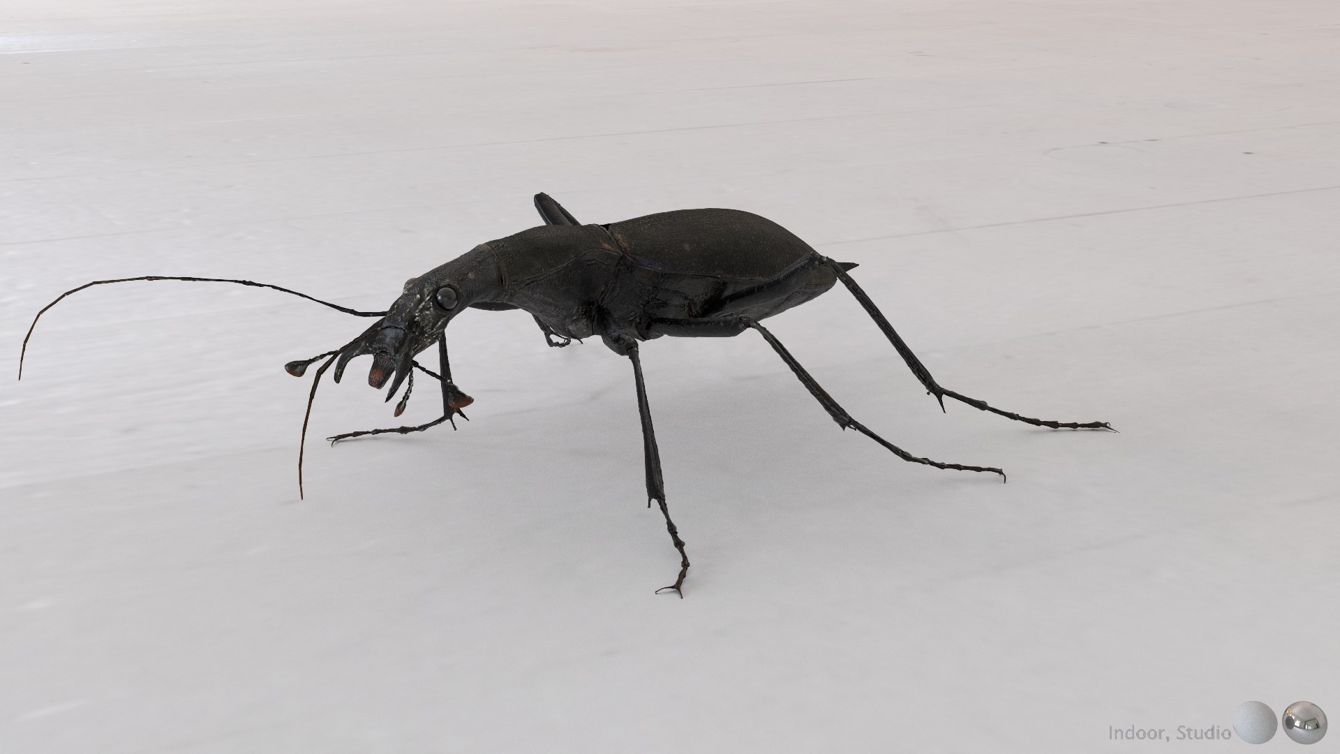 3D Ground Beetle https://p.turbosquid.com/ts-thumb/Aa/tJxmYV/lX/009/jpg/1747303510/1920x1080/fit_q87/de1e127ea4e82221db56b30f412d4fc46bbd4116/009.jpg