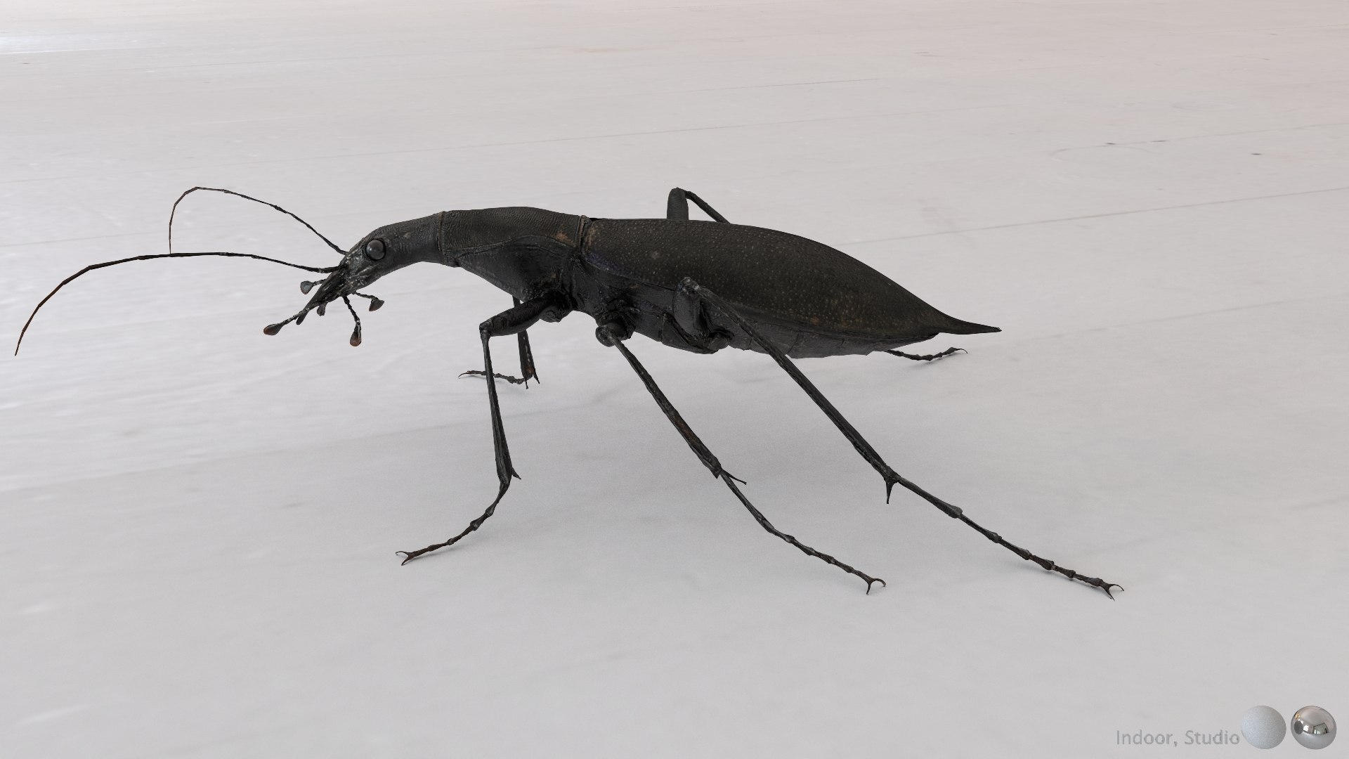 3D Ground Beetle https://p.turbosquid.com/ts-thumb/Aa/tJxmYV/lm/008/jpg/1747303509/1920x1080/fit_q87/d3f92ac019aa2872b6dd82fa913e8c56e76626ed/008.jpg