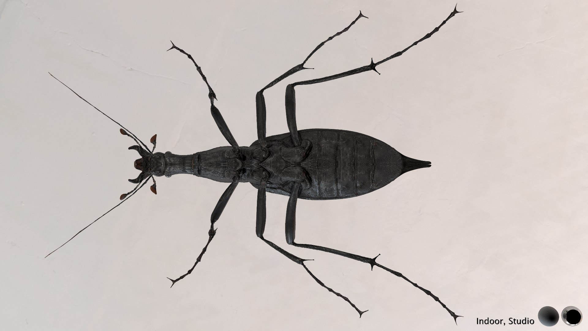 3D Ground Beetle https://p.turbosquid.com/ts-thumb/Aa/tJxmYV/nM/013/jpg/1747303511/1920x1080/fit_q87/1908834399a972c5fb1e93adb2c3981c80d4d6d7/013.jpg