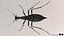 Ground Beetle
