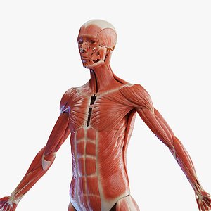 3D model Human Female  Muscular System