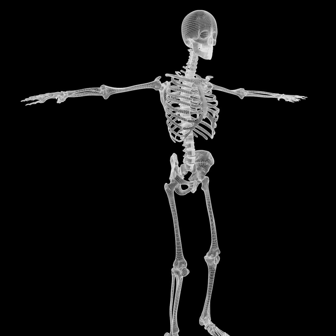 skeleton max