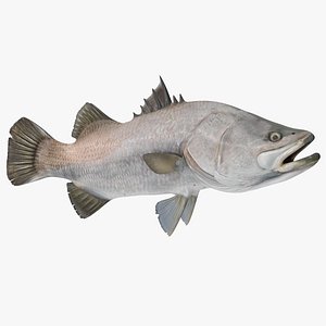 barramundi fish rigged 3D model