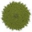Kolekcja jodeł drzew Low Poly