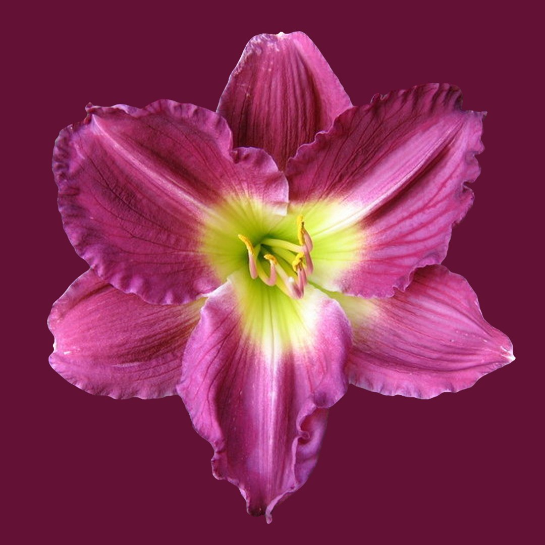 3D Daylilies Flower | 1147824 | TurboSquid