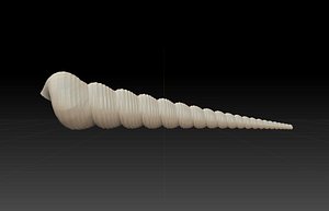 Seashell (Screw Turritella)