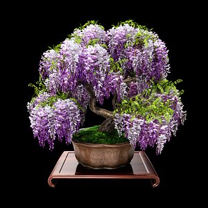 3d wisteria bonsai flowering