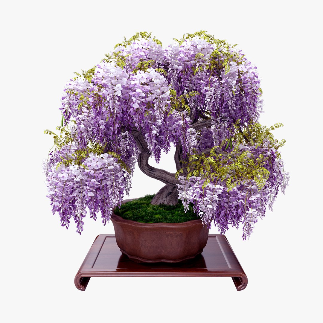 3d Wisteria Bonsai Flowering