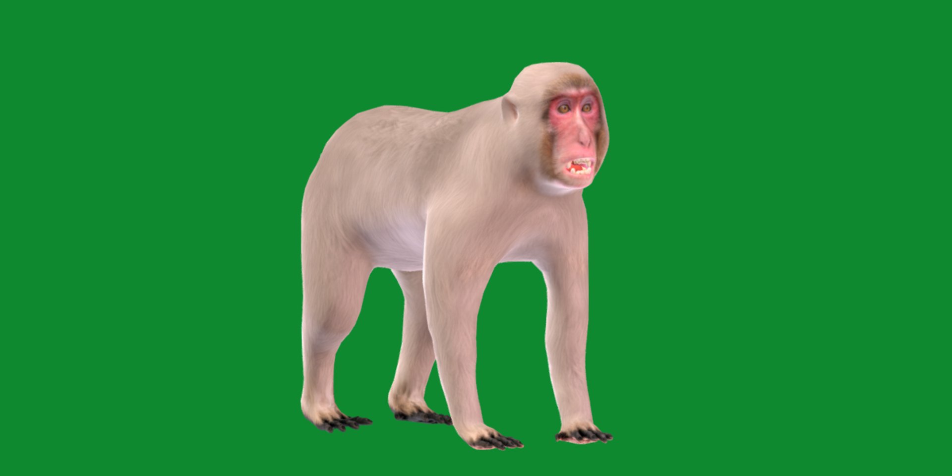 3d Snow Monkey Japanese Macaque Model Turbosquid 2294969