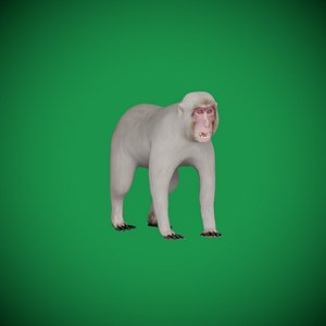 3D Snow Monkey Japanese Macaque model