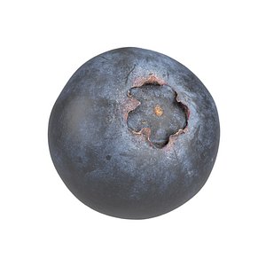 3D model photorealistic scanned blueberry