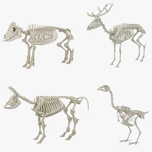 Animals Skeletons 4 in 1 model
