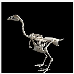3D Low Poly Hen Skeleton