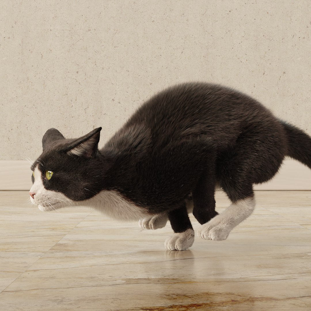 Cat Tuxedo Rigged Animated 3D - TurboSquid 2089498