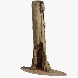 Tree Rotten Photogrammetry 3D model