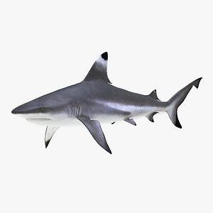 blacktip reef shark 3d model
