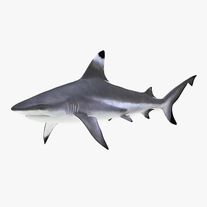 Blacktip Reef Shark