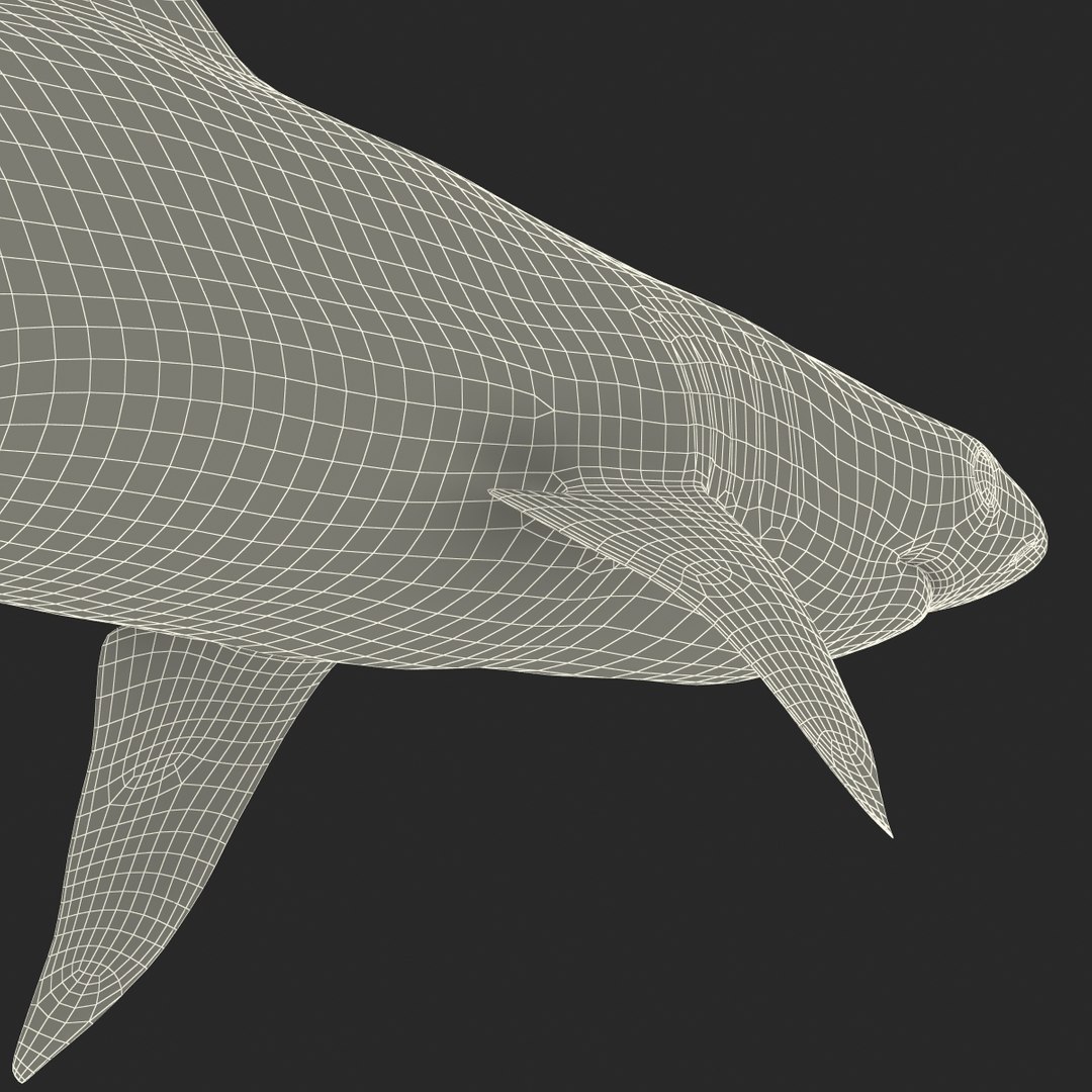 Blacktip Reef Shark 3d Model