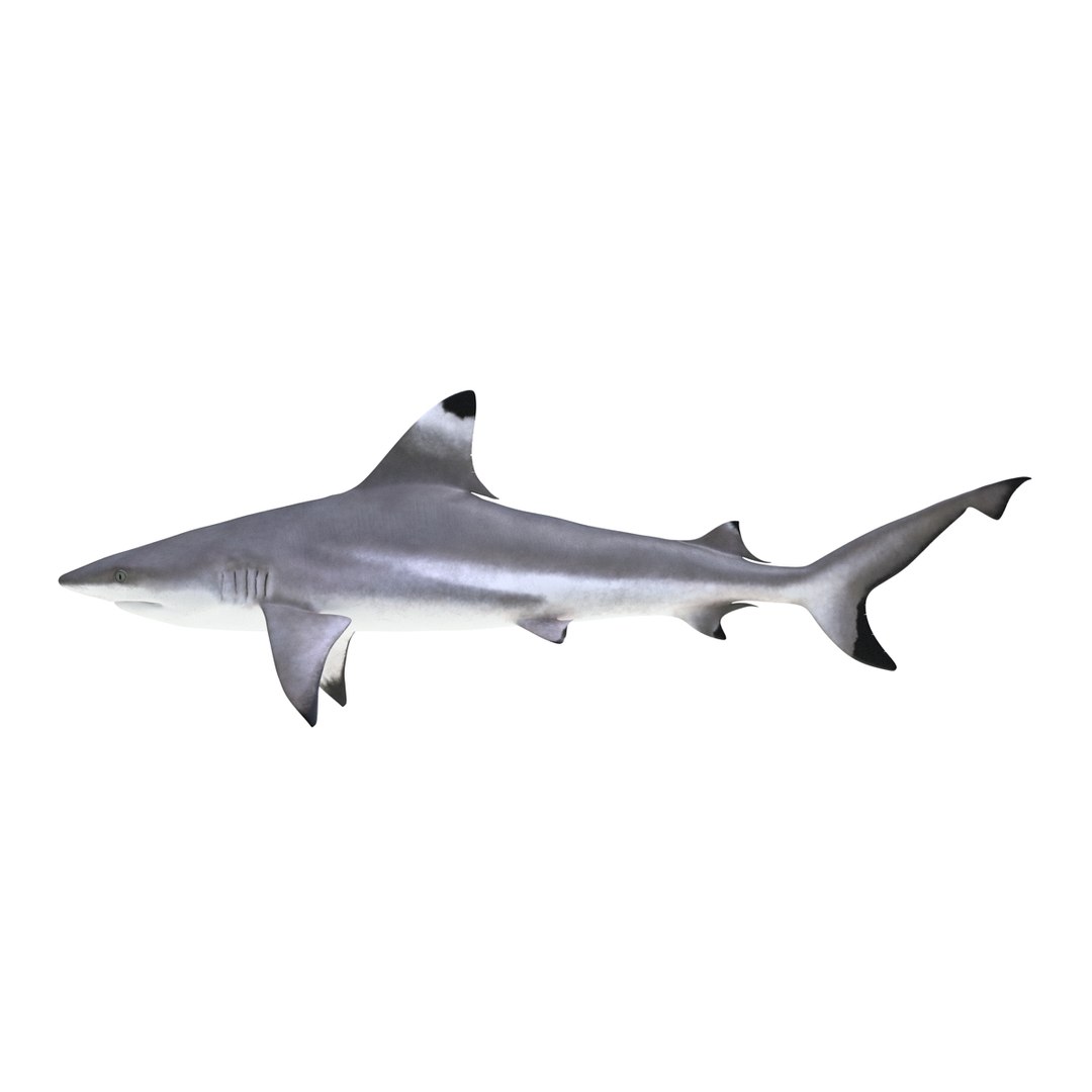 blacktip reef shark 3d model