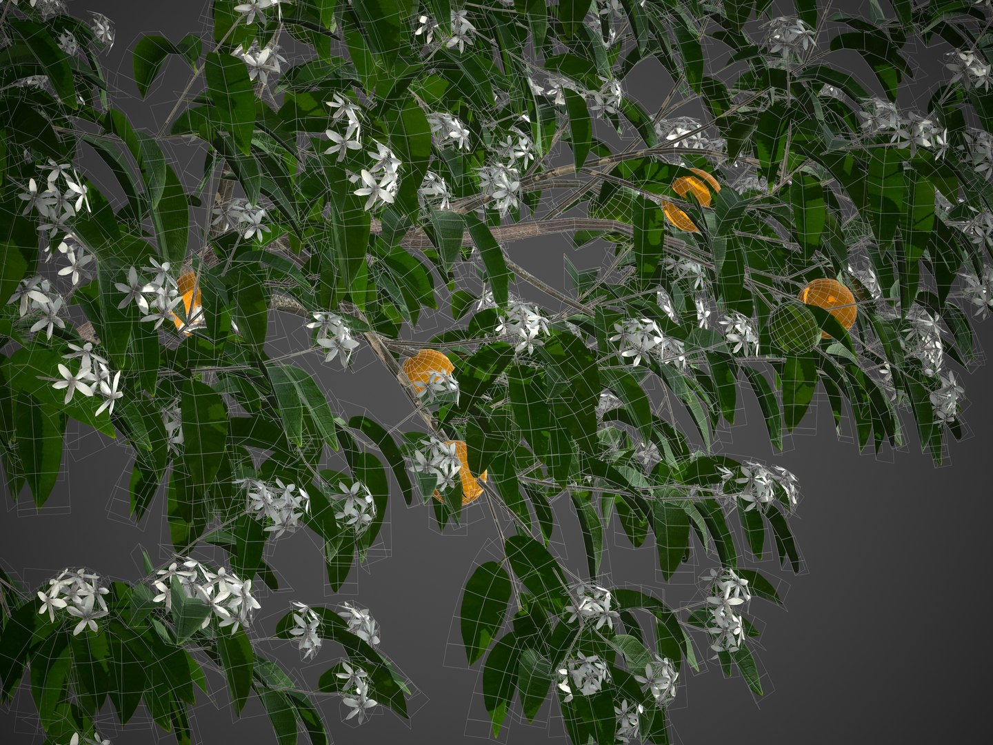 3D 2021 PBR Grapefruit Collection - Citrus Paradisi https://p.turbosquid.com/ts-thumb/Ac/Ce4Ugh/D0/screenshot012/jpg/1631039814/1920x1080/fit_q87/cb60c85d3f2890d2fdeb2cc736693170d049743b/screenshot012.jpg