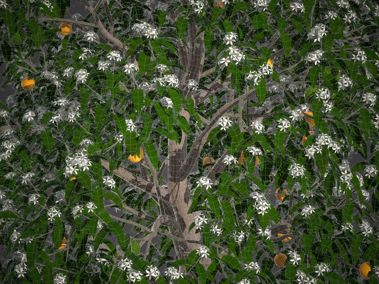 3D 2021 PBR Grapefruit Collection - Citrus Paradisi https://p.turbosquid.com/ts-thumb/Ac/Ce4Ugh/DO/screenshot011/jpg/1631039819/1920x1080/fit_q87/f08e2192a3144724f1733cdd6ac4e7598a4abb99/screenshot011.jpg