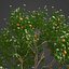 2021 PBR Grapefruit Collection - Citrus Paradisi