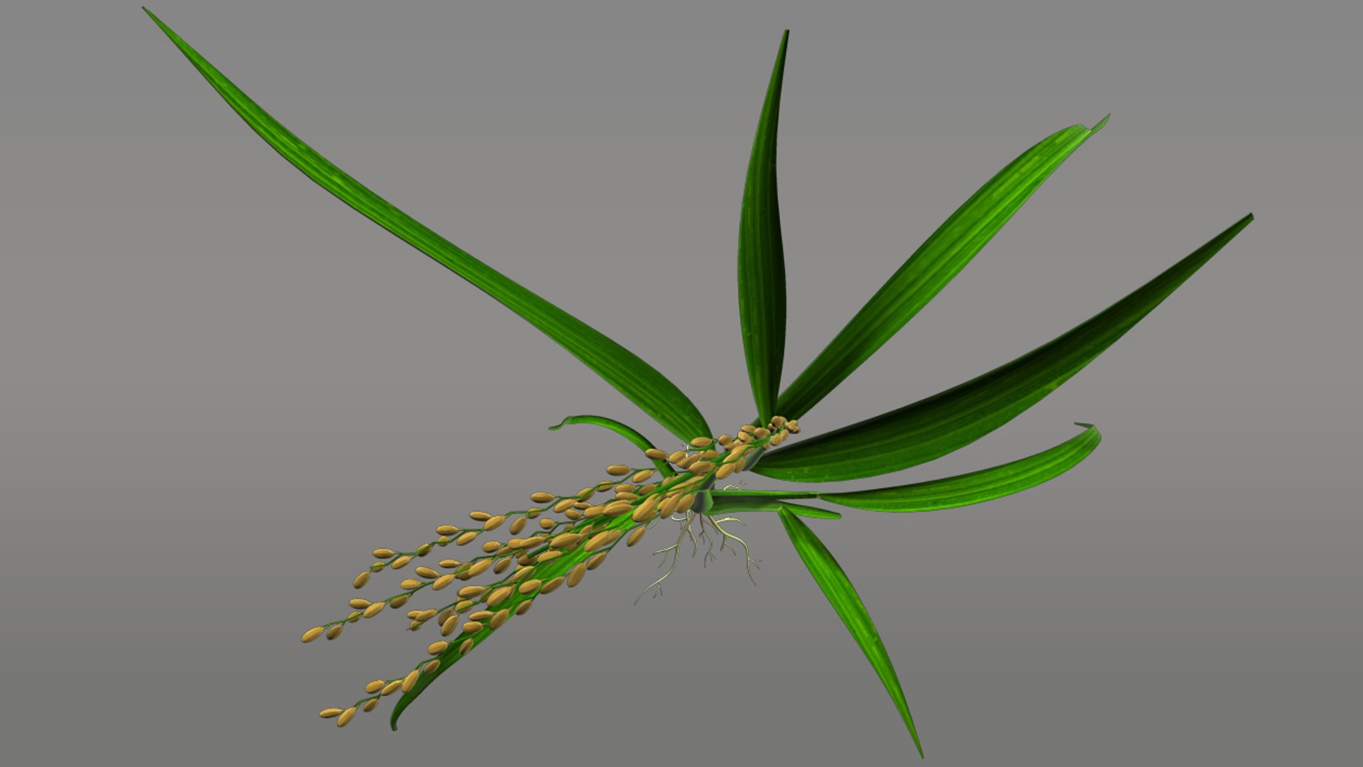 Maya Oryza Food Rice
