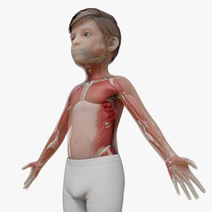 3D model Kid Boy Anatomy Realistic Child Muscular Nervous System Low poly 3D model