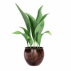 Aspidistra elatior in pot 3D model