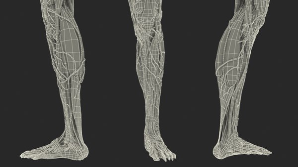 Anatomia kobiety Lewa noga Model 3D - TurboSquid 1851805