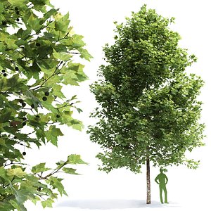Plane-tree Sycamore Platanus V2