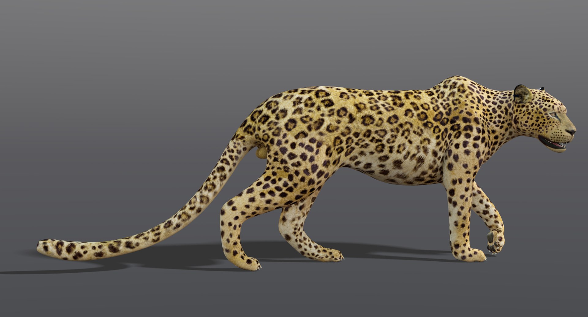 Leopard Rigged 3D Model - TurboSquid 1242663