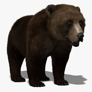 brown bear fur 3d model