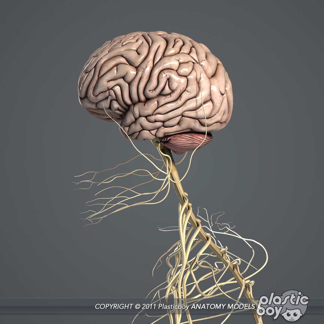 complete male anatomy 3d model https://p.turbosquid.com/ts-thumb/Ad/KRcsDK/01HI8XCs/nervous_06/jpg/1302697466/1920x1080/fit_q87/13b08b7c83e049acfff09087459e29b7d2c20242/nervous_06.jpg