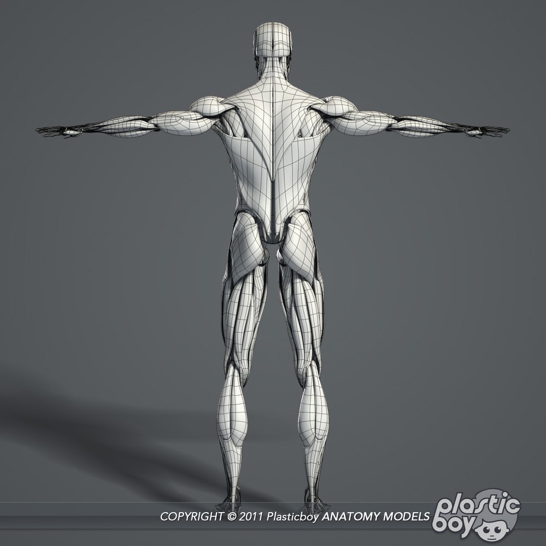 complete male anatomy 3d model https://p.turbosquid.com/ts-thumb/Ad/KRcsDK/261g8qws/muscles_03_wf/jpg/1302697466/1920x1080/fit_q87/774fd0cadb219ef9956b6b0018ce68876de60bc5/muscles_03_wf.jpg