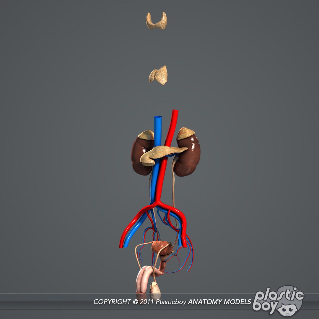 complete male anatomy 3d model https://p.turbosquid.com/ts-thumb/Ad/KRcsDK/4Zi1FrK3/urinary_04/jpg/1302697467/1920x1080/fit_q87/940367e9f285715d00779e6acff8efe1d8158cfe/urinary_04.jpg
