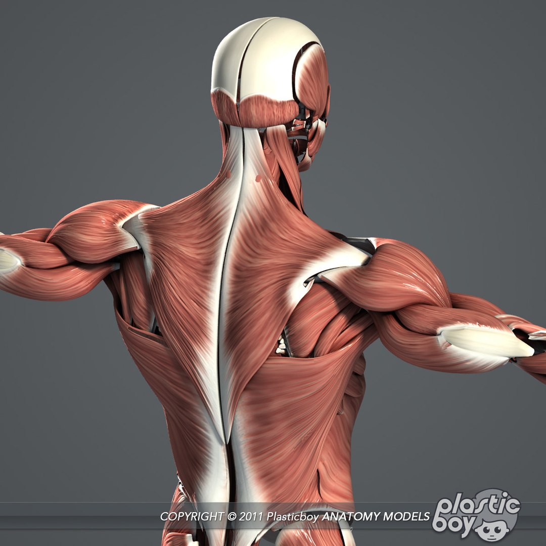 complete male anatomy 3d model https://p.turbosquid.com/ts-thumb/Ad/KRcsDK/76KhH2wn/muscles_10/jpg/1302697466/1920x1080/fit_q87/1a8f9b426e21d254948e61116ee7e70a7f4a4765/muscles_10.jpg
