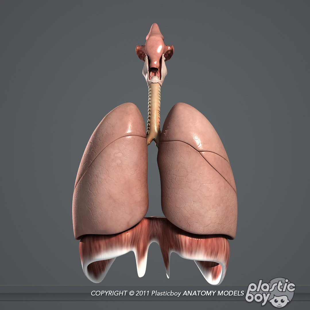 complete male anatomy 3d model https://p.turbosquid.com/ts-thumb/Ad/KRcsDK/7s3wyyyN/respiratory_04/jpg/1302697466/1920x1080/fit_q87/14210e65c925c7a71bd0a7db12e7e46ec6b0f181/respiratory_04.jpg