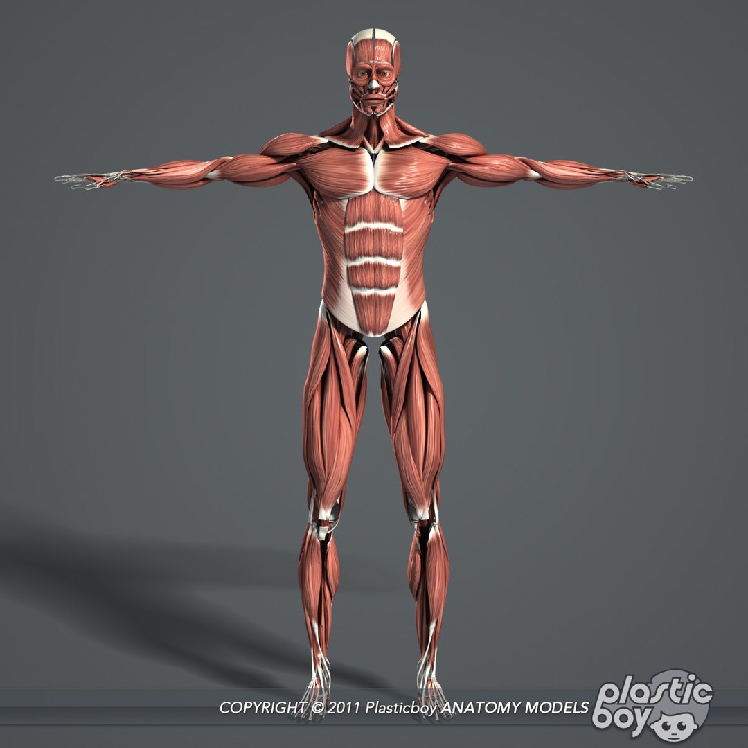 complete male anatomy 3d model https://p.turbosquid.com/ts-thumb/Ad/KRcsDK/P7CSjs9H/muscles_01/jpg/1302697780/1920x1080/fit_q87/a56a822e72af67f498833bf4acdd5e4730586239/muscles_01.jpg