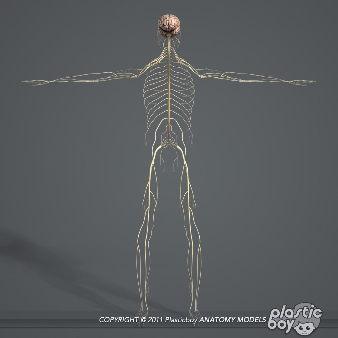 complete male anatomy 3d model https://p.turbosquid.com/ts-thumb/Ad/KRcsDK/ViQEemsf/nervous_01/jpg/1302697466/1920x1080/fit_q87/e3dc7cad283904ec58608b757e8bc0f896be028e/nervous_01.jpg